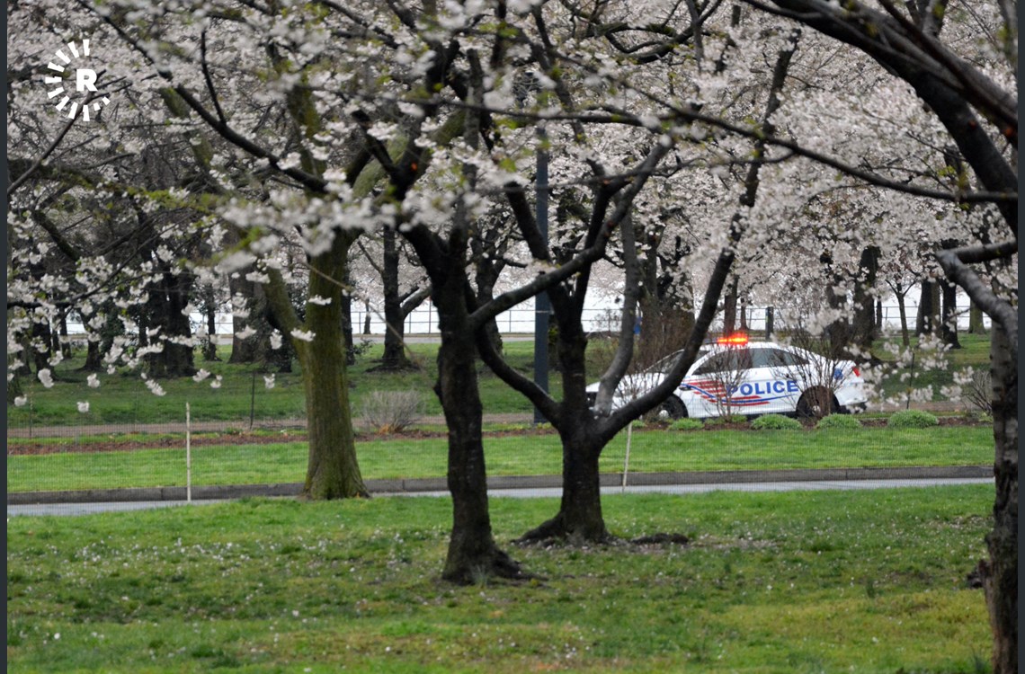 (cop car behind trees) - dozens of police cars set up a perimeter around the most visited areas for visitors to spectate the cherry blossoms 